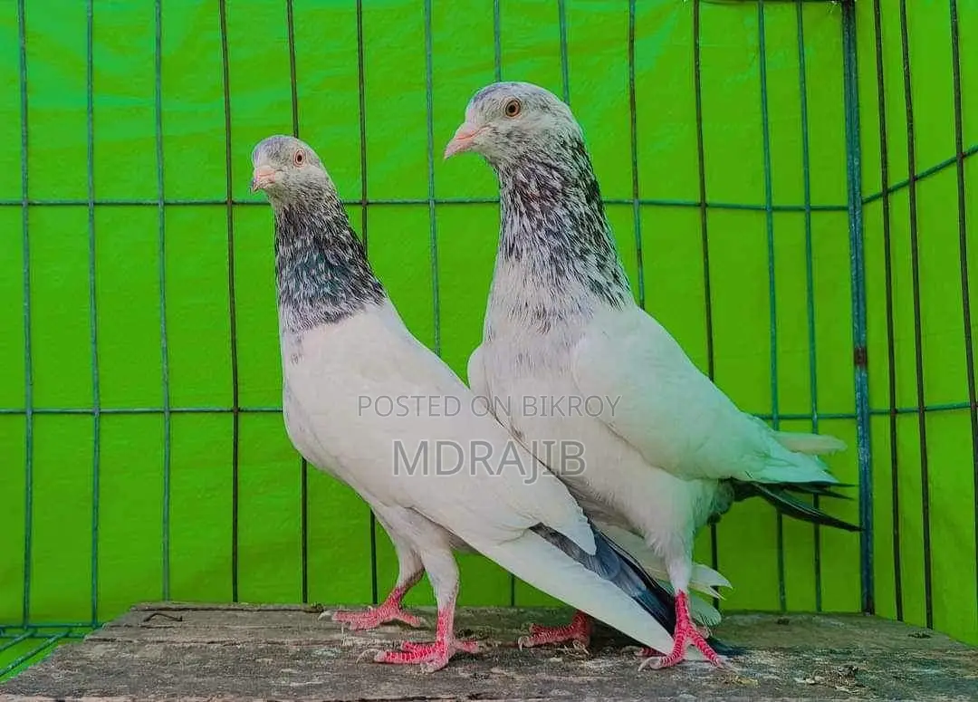 Pakistani High Flyer Pigeon