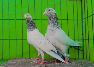 Pakistani High Flyer Pigeon