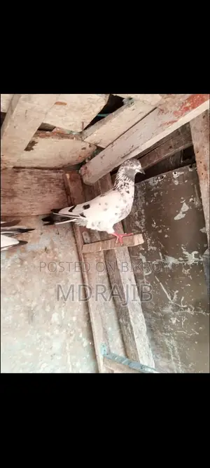 Pakistani High Flyer Pigeon