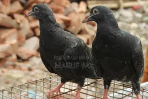 Pigeon squabs for eating.