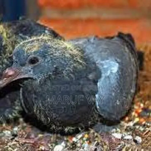 Pigeon squabs for eating.