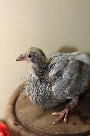 Pigeon squabs for eating.