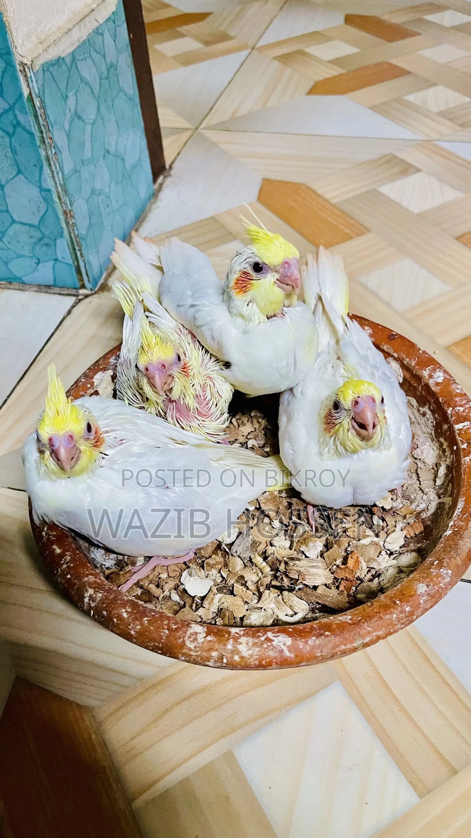 Beautiful and Healthy 2 Pairs of Lutino Cockatiel Tame Babies