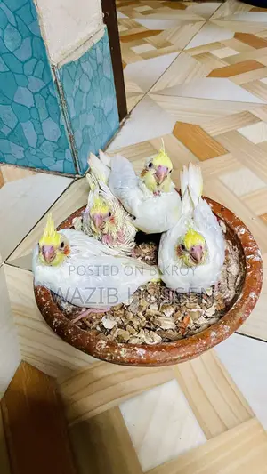 Beautiful and Healthy 2 Pairs of Lutino Cockatiel Tame Babies