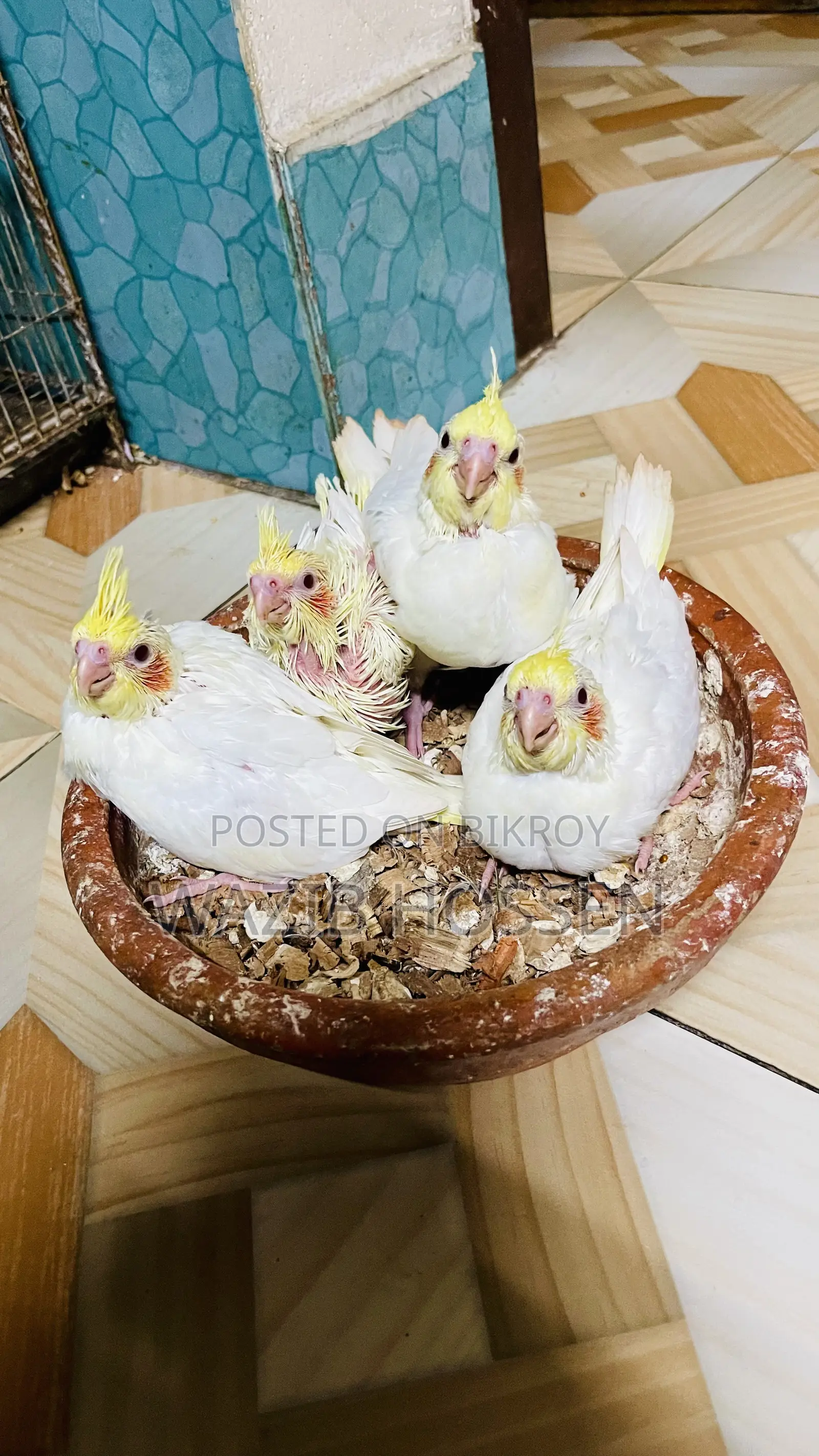 Beautiful and Healthy 2 Pairs of Lutino Cockatiel Tame Babies