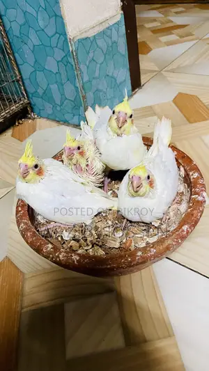 Beautiful and Healthy 2 Pairs of Lutino Cockatiel Tame Babies