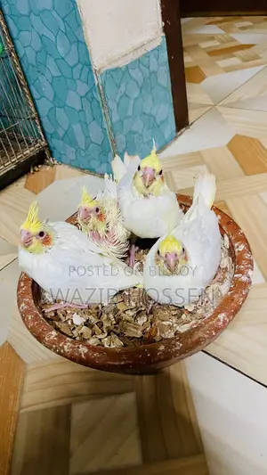 Beautiful and Healthy 2 Pairs of Lutino Cockatiel Tame Babies