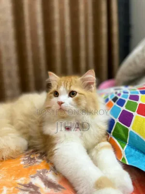 ৬-১২ মাসের পুরুষ পিওরব্রেড পার্সিয়ান