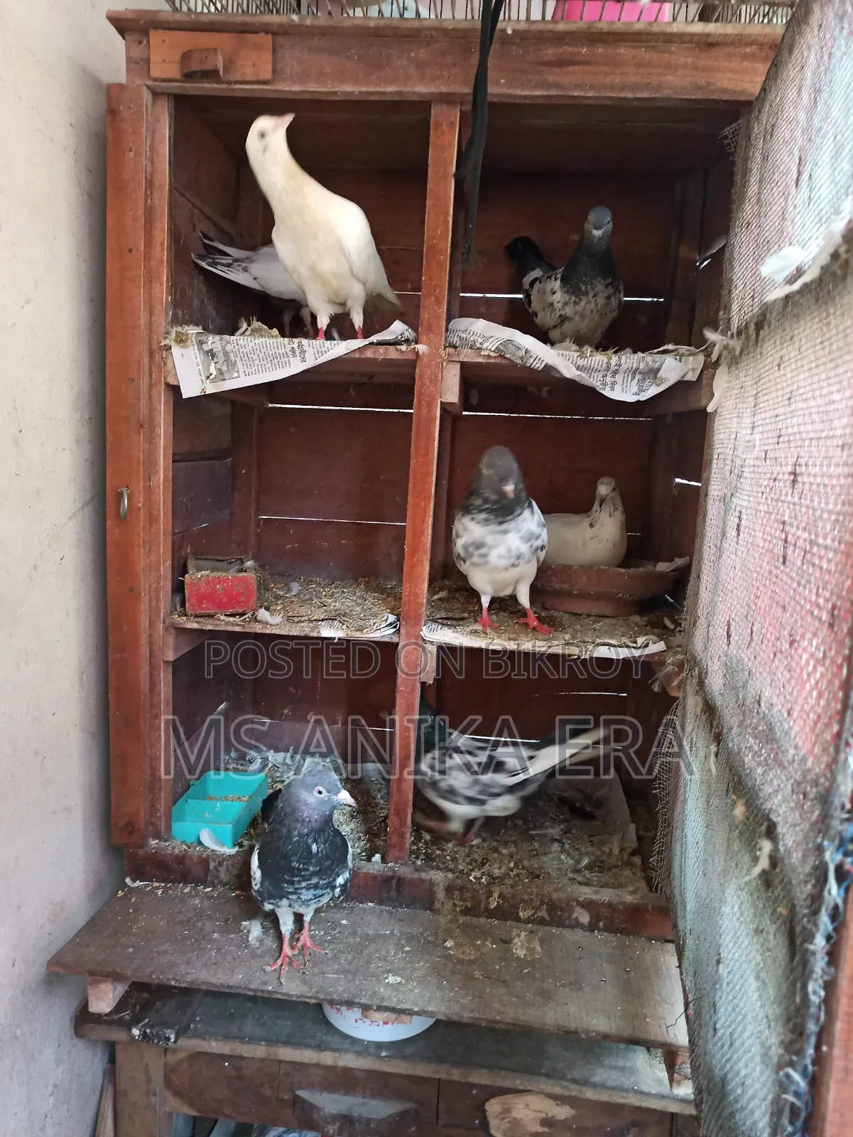 Various Types of Pigeons for Sale