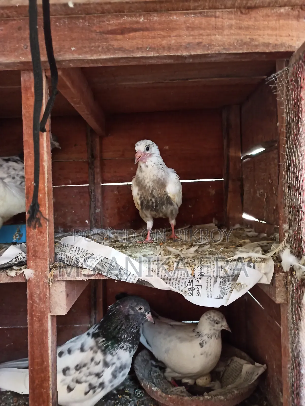 Various Types of Pigeons for Sale