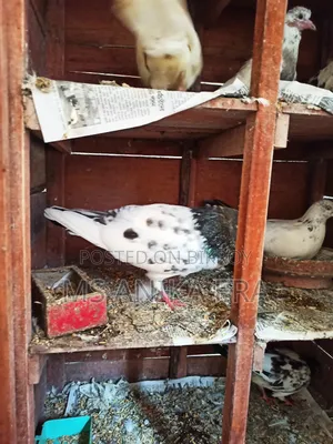 Various Types of Pigeons for Sale