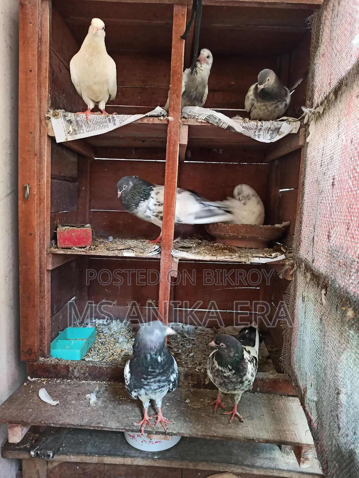 Various Types of Pigeons for Sale