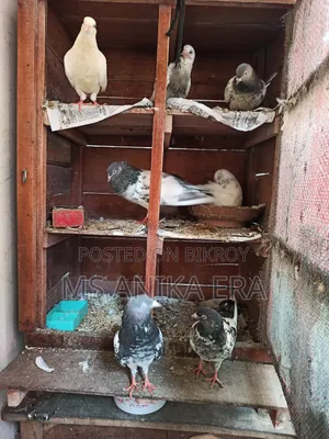 Various Types of Pigeons for Sale