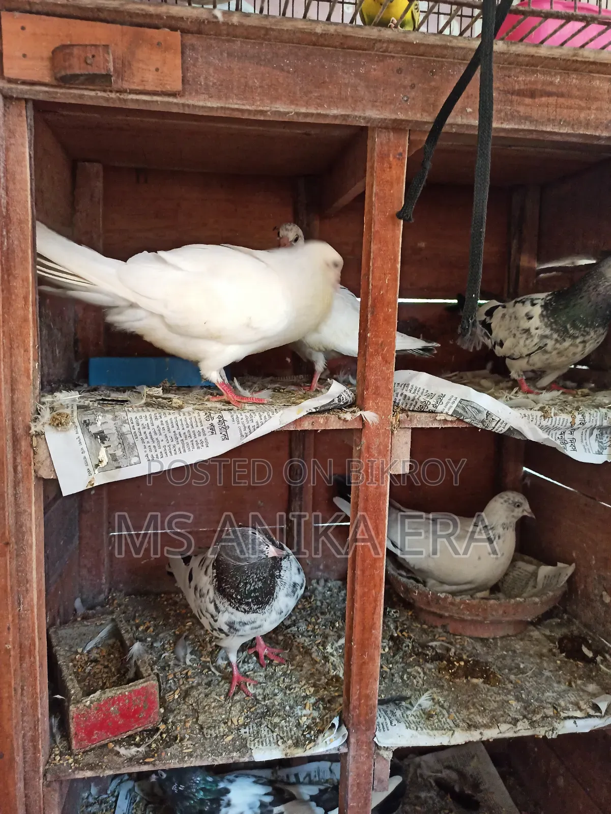 Various Types of Pigeons for Sale