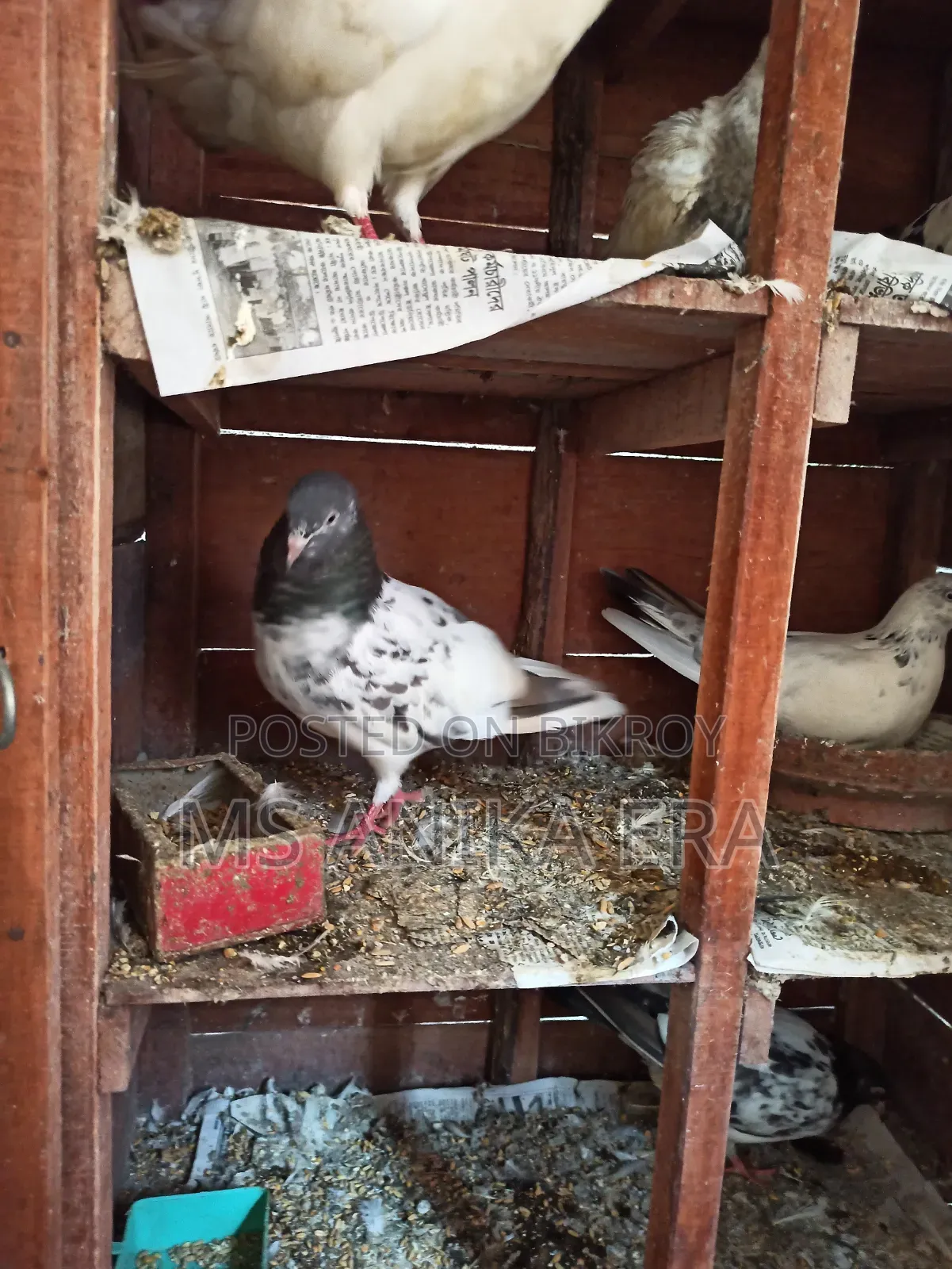 Various Types of Pigeons for Sale