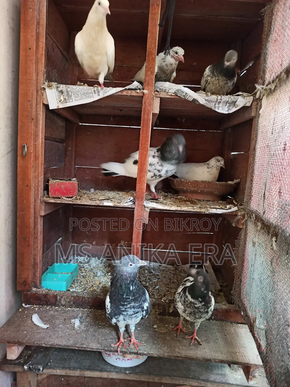 Various Types of Pigeons for Sale