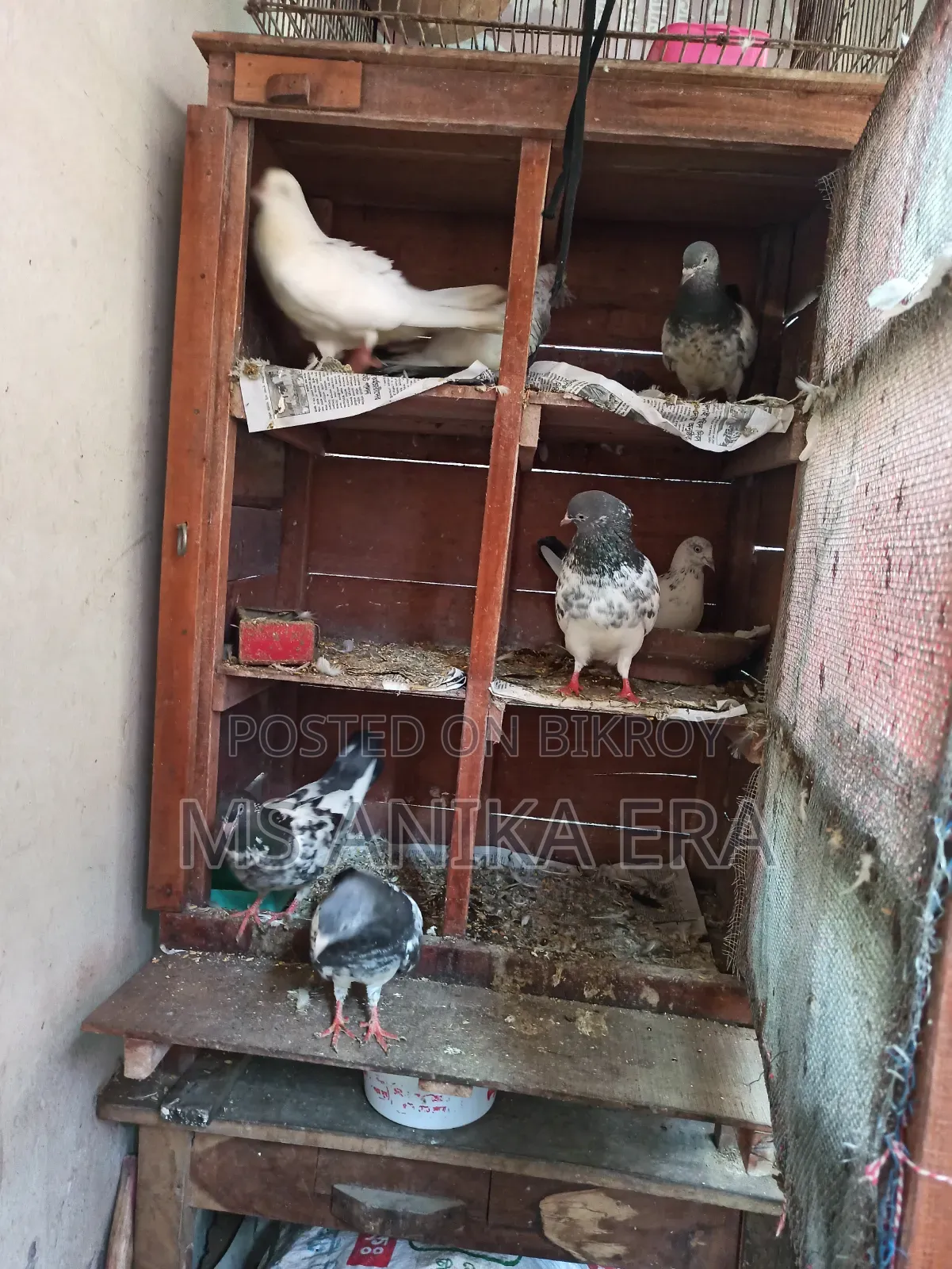 Various Types of Pigeons for Sale