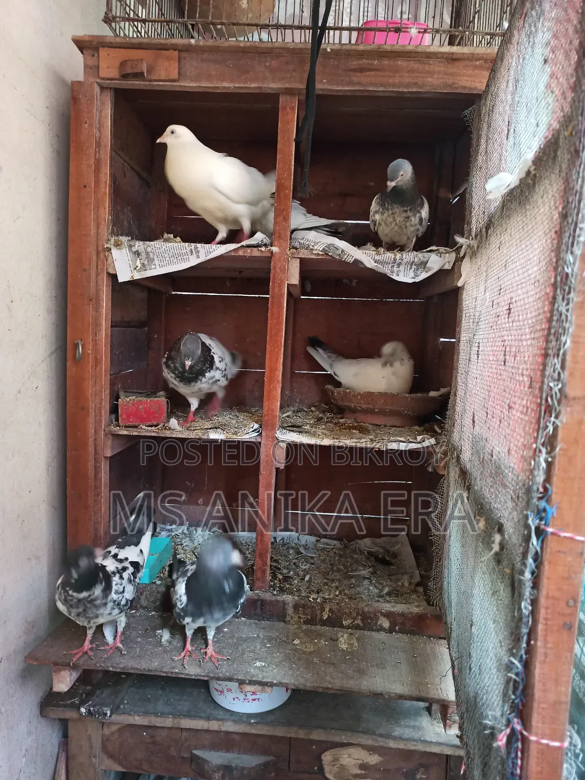 Various Types of Pigeons for Sale