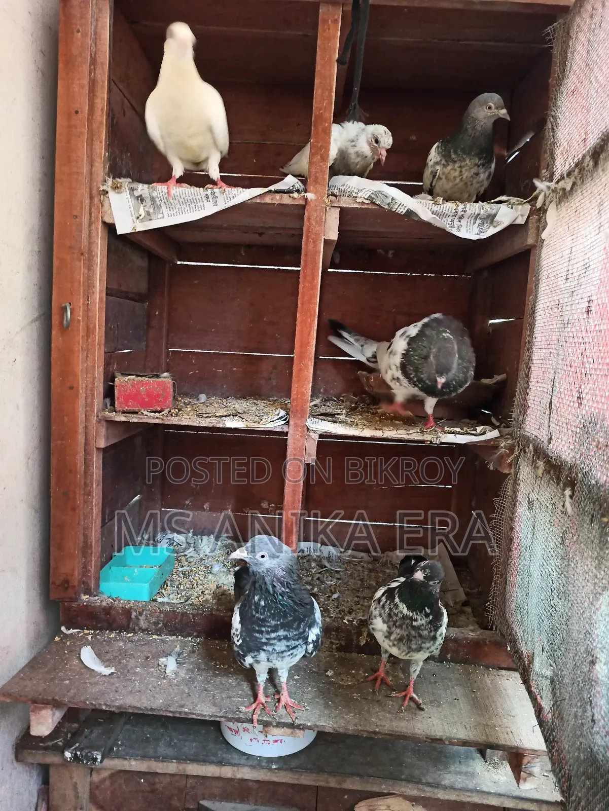 Various Types of Pigeons for Sale