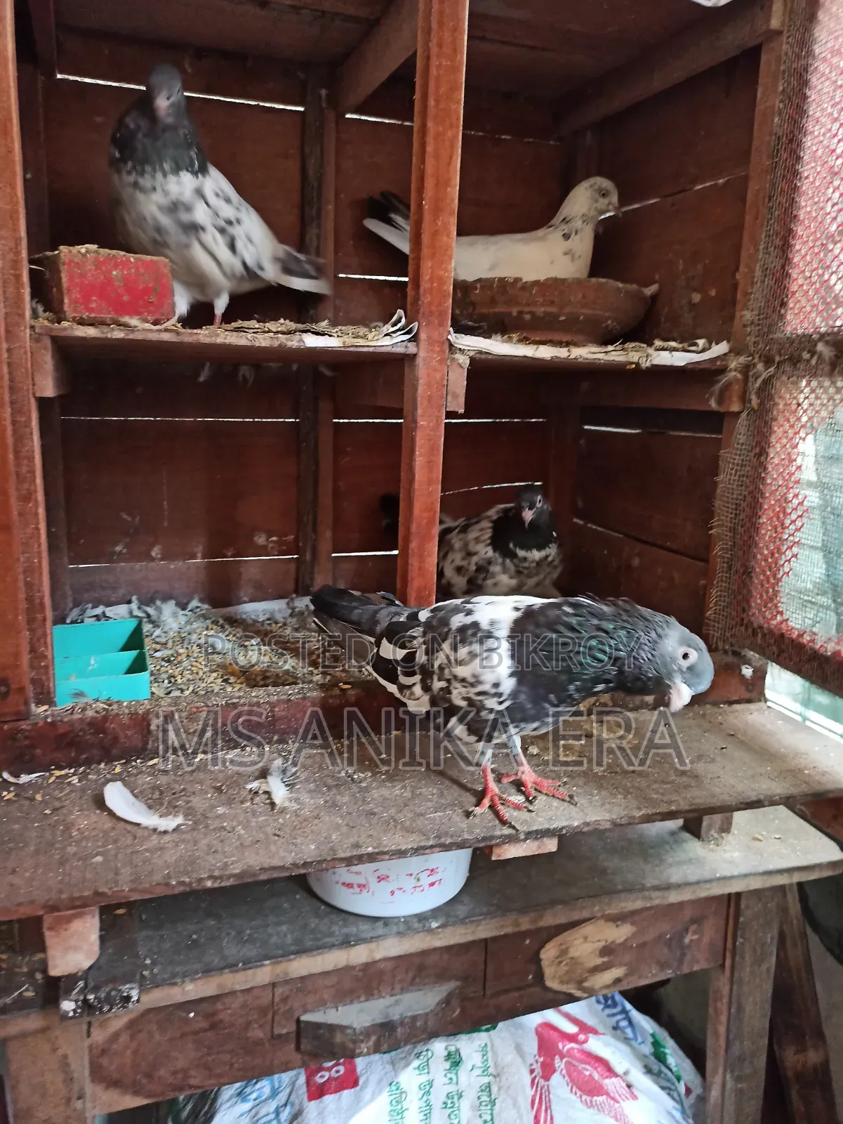 Various Types of Pigeons for Sale