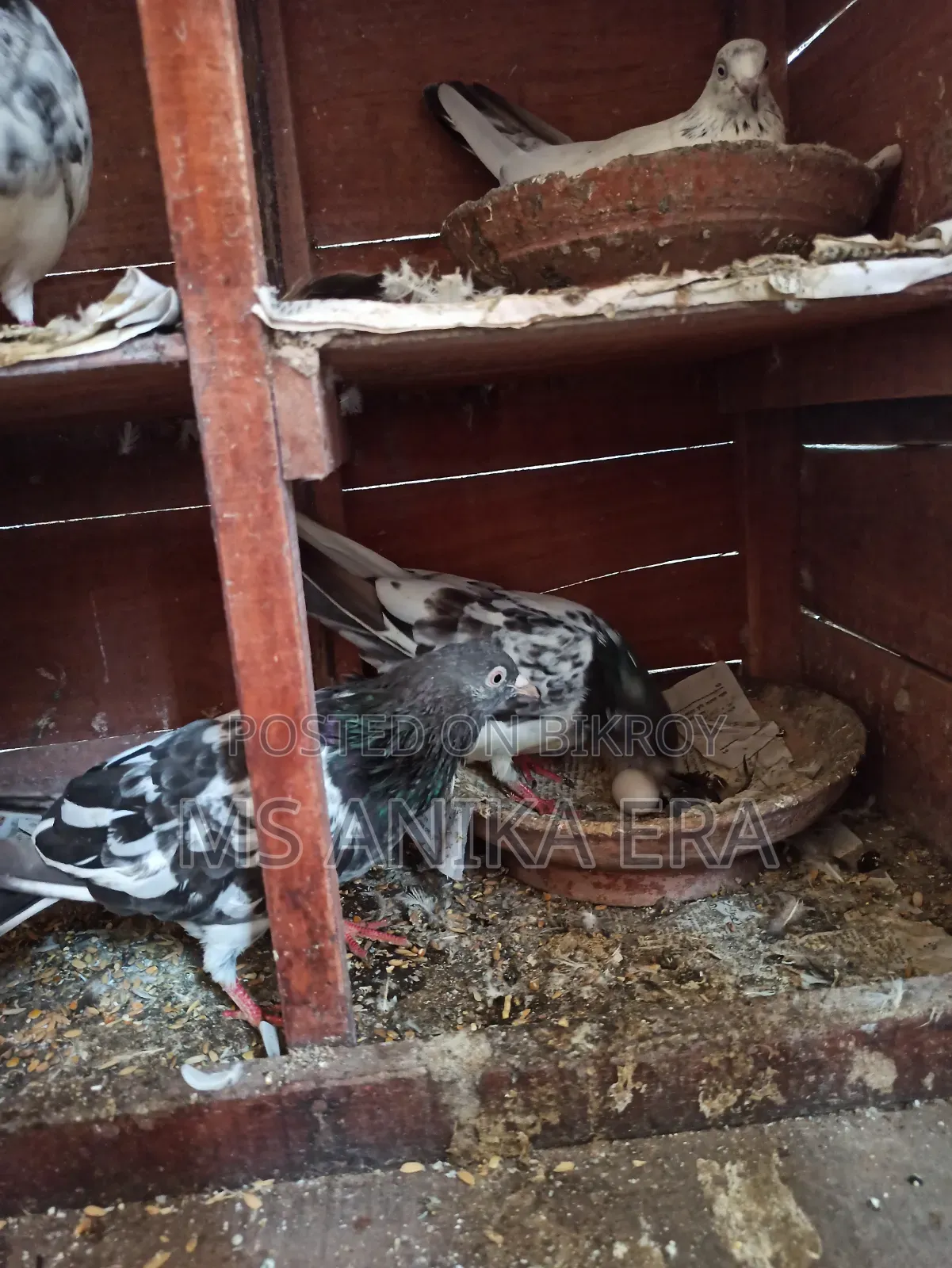 Various Types of Pigeons for Sale