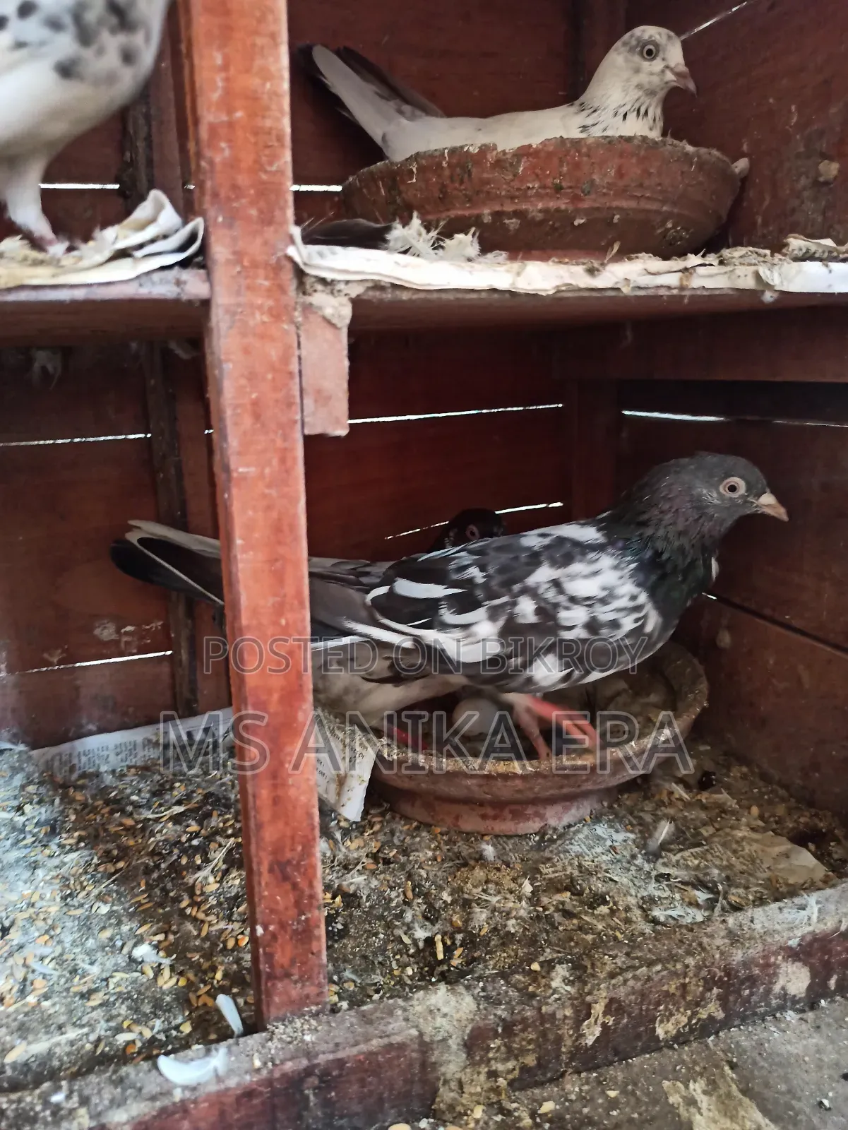 Various Types of Pigeons for Sale