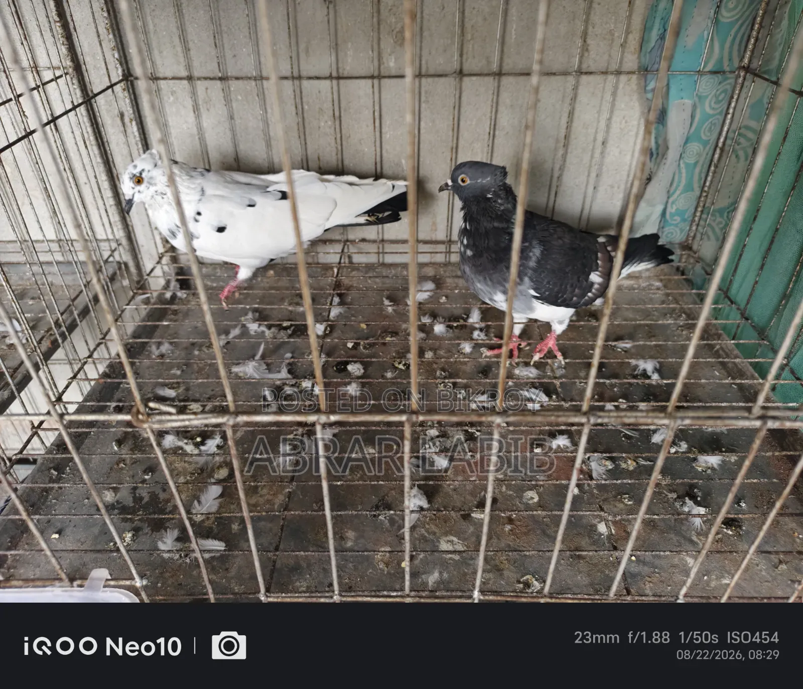 Pigeons for Sale