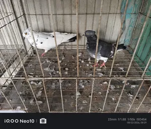 Pigeons for Sale