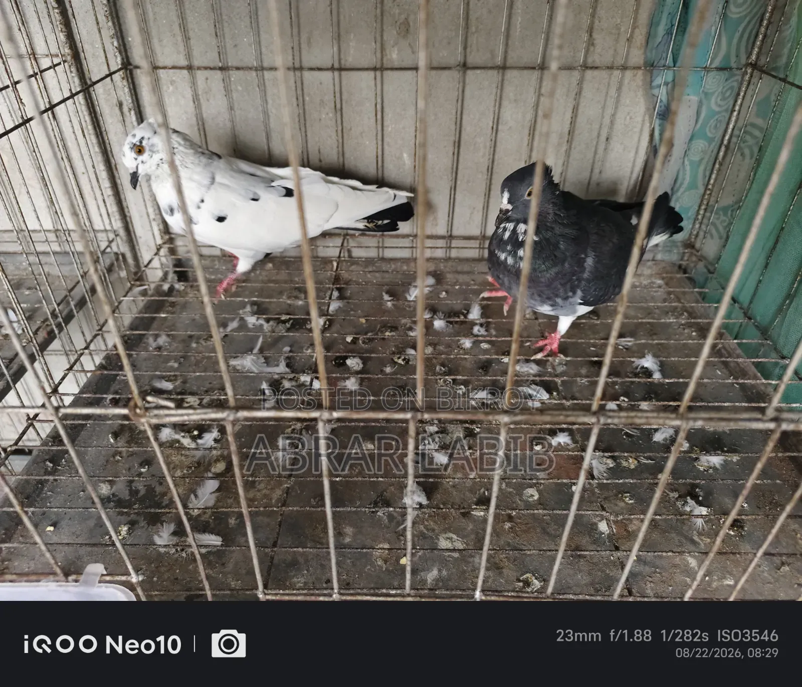 Pigeons for Sale