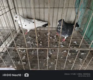 Pigeons for Sale