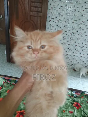 ১-৩ মাসের মেল পিওরব্রেড পার্সিয়ান