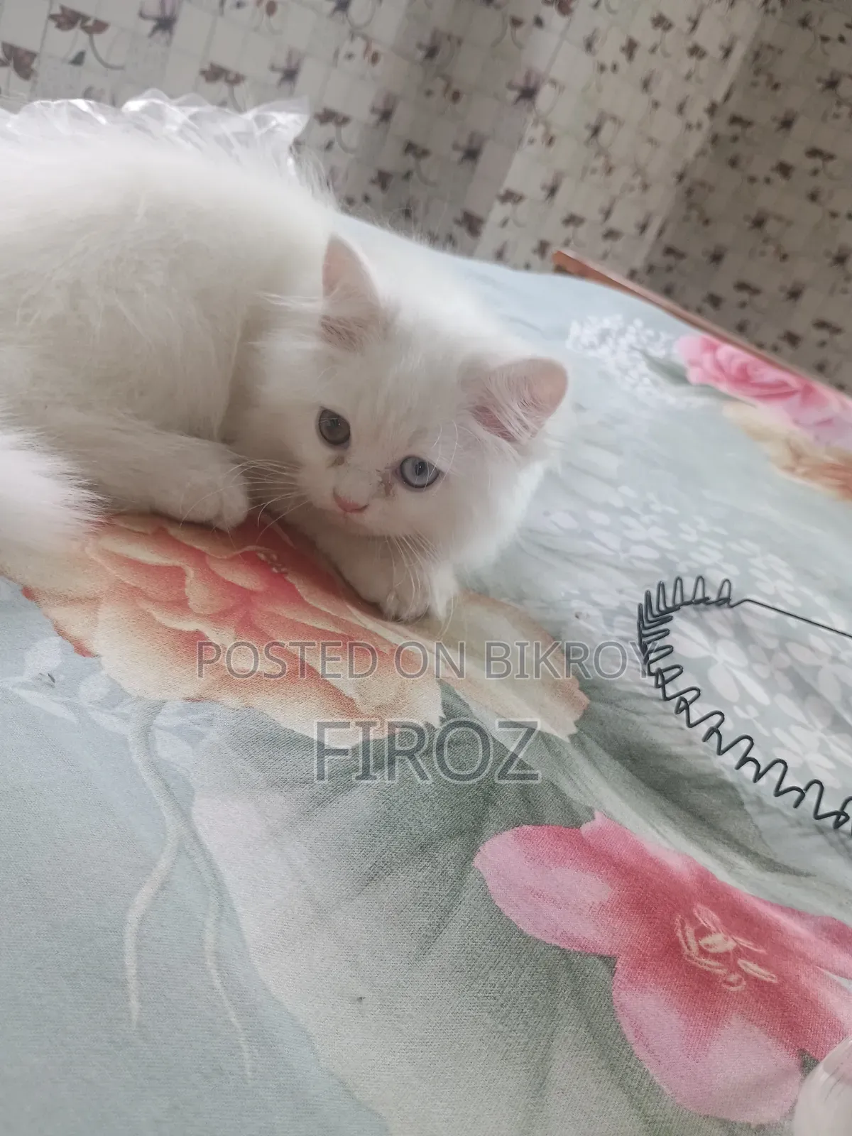 ১-৩ মাসের মেল পিওরব্রেড পার্সিয়ান