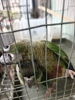 গ্রিন চিক কনুর