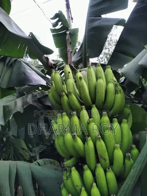 300 pieces of Sagar Bananas for sale