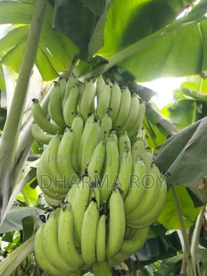 300 pieces of Sagar Bananas for sale