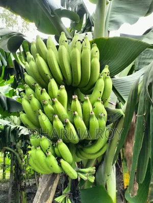 300 pieces of Sagar Bananas for sale