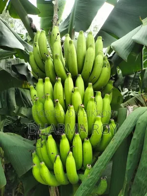 300 pieces of Sagar Bananas for sale