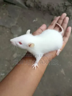 বিলাতি ইঁদুর বিক্রি