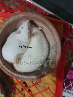 Foreign Rat Sale