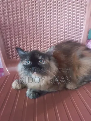 ৩-৬ মাসের ফিমেল পিওরব্রেড পার্সিয়ান