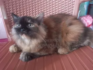 ৩-৬ মাসের ফিমেল পিওরব্রেড পার্সিয়ান