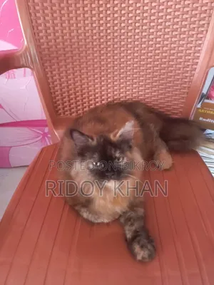 ৩-৬ মাসের ফিমেল পিওরব্রেড পার্সিয়ান