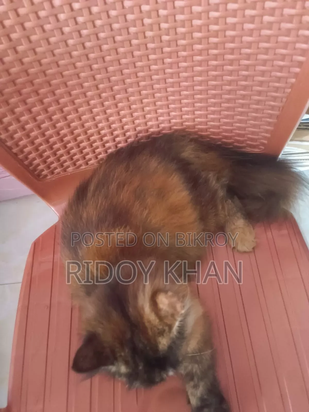 ৩-৬ মাসের ফিমেল পিওরব্রেড পার্সিয়ান