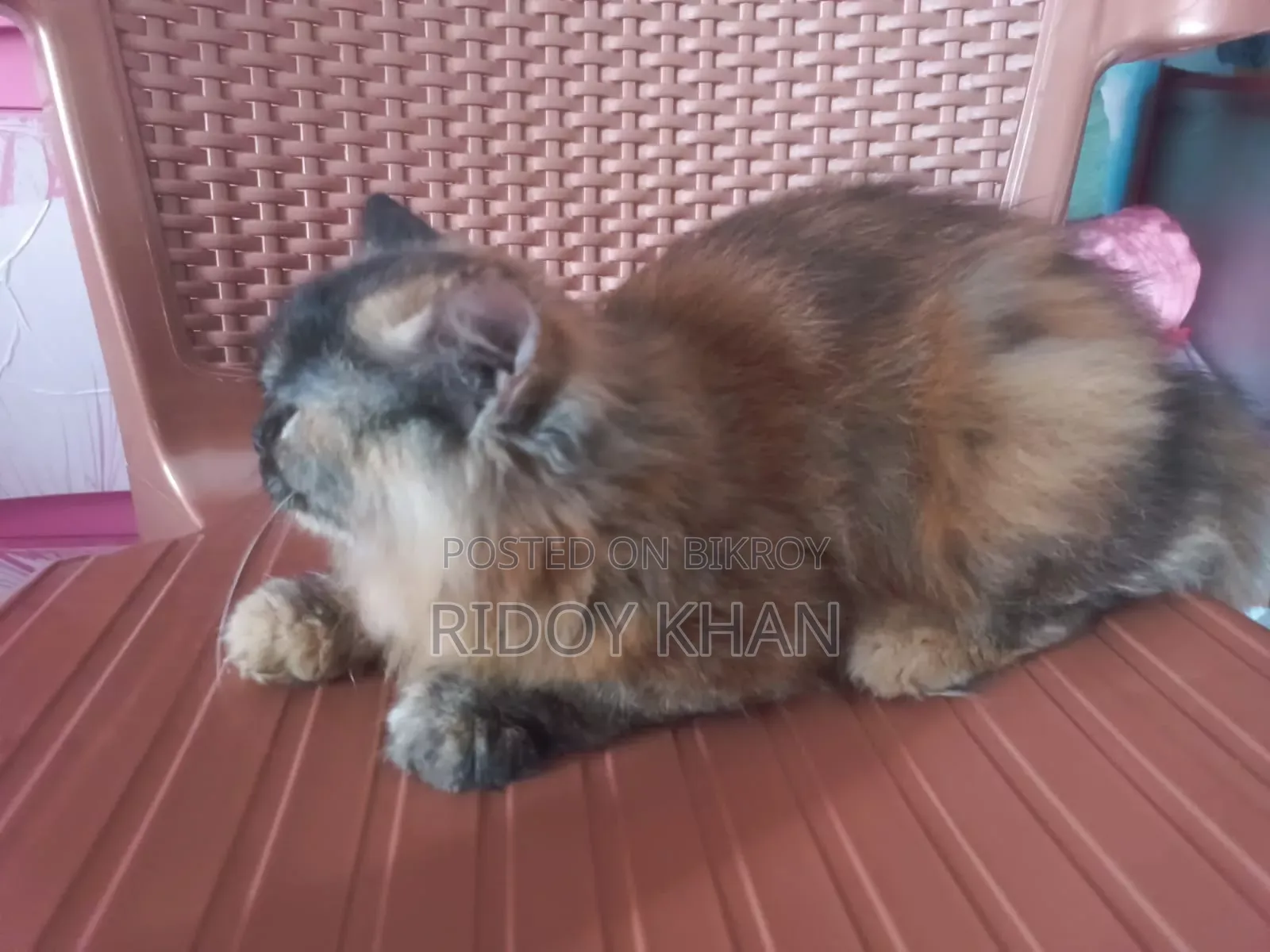 ৩-৬ মাসের ফিমেল পিওরব্রেড পার্সিয়ান