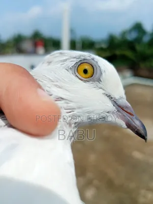 Highflyer Giribaj Female Pigeon