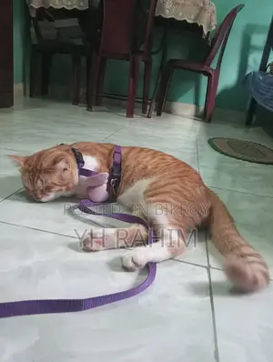 3-6 Months Male Mixed Breed Tabby