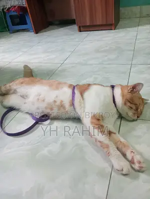 3-6 Months Male Mixed Breed Tabby