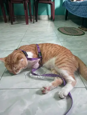 3-6 Months Male Mixed Breed Tabby