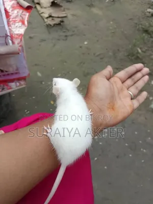 Foreign Rat Sale