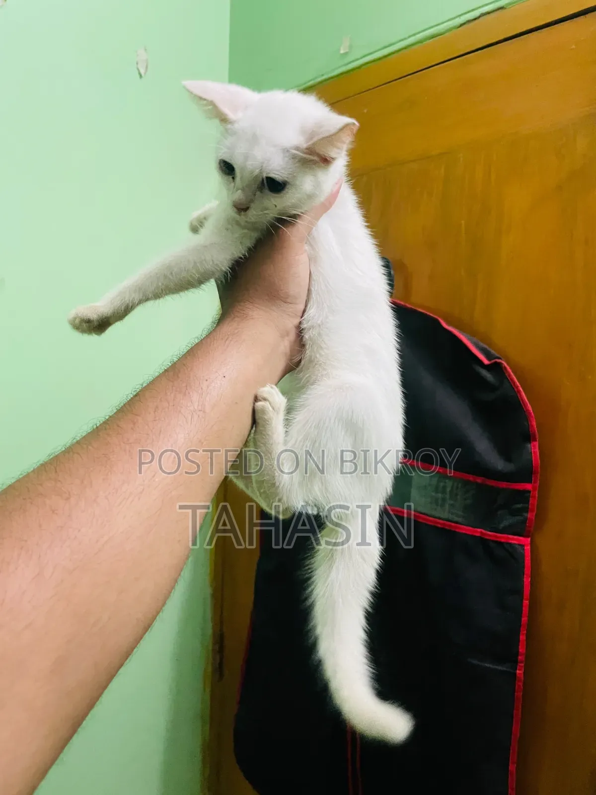 1-3 Months Female Mixed Breed American Shorthair